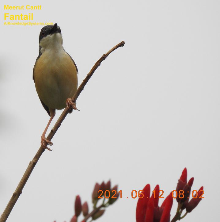 Fantail (2) Coming Soon